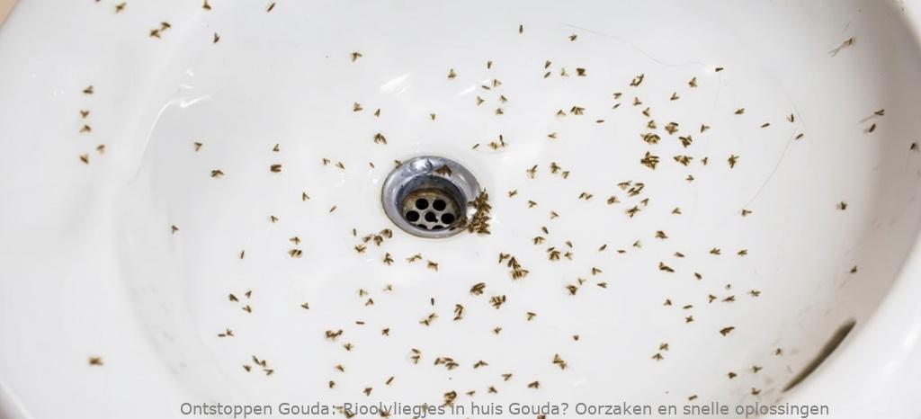 Rioolvliegjes in huis Gouda? Oorzaken en snelle oplossingen
